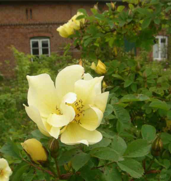 ‘Äicha’, geöffnete und verblühende Blüten