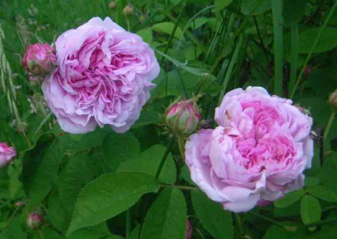 ‘Aimable Amie’, zwei stark gefüllte rosa Blüten, Nahaufnahme