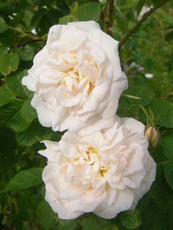 “Alba Hüls”, gefüllte weiße Blüten, Nahaufnahme