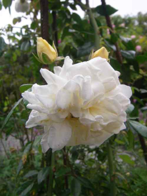 ‘Alberic Barbier’, weiße gefüllte Blüte mit gelblichen Knospen