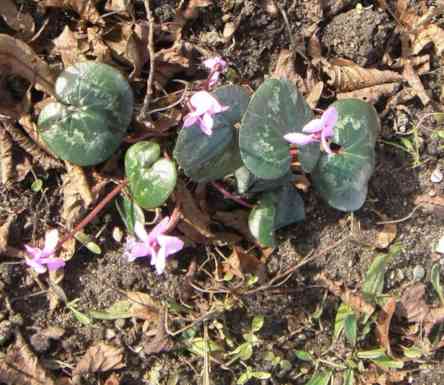 Garten-Alpenveilchen