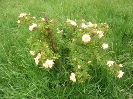 ‘Anja’, Jungpflanze im park