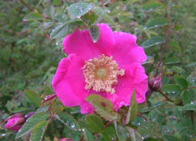 ‘Arthur Hillier’, Einzelblüte Nahaufnahme