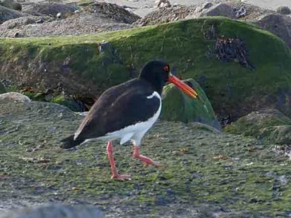 „Halligstorch“ – Austernfischer