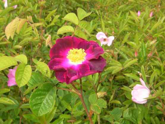 “Belle Sultane”, einfache dunkle rotschwarze Blüte