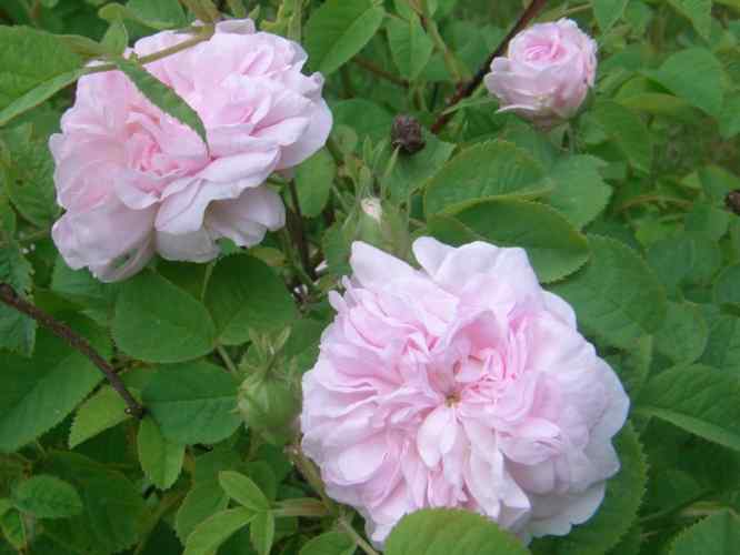 ‘Blanche de Belgique’, rosafarbene Rosettenblüten mit Knopfauge