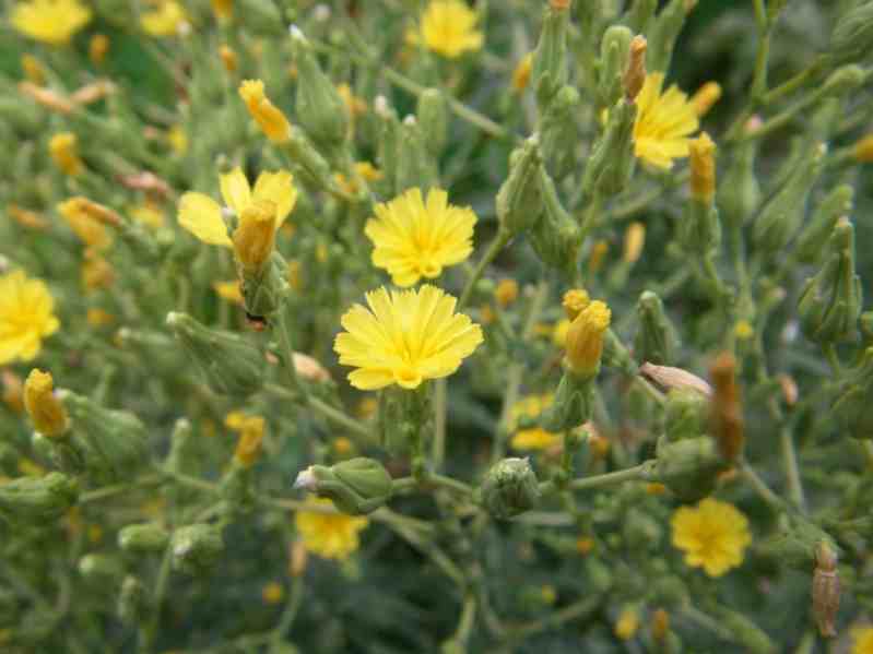 blühender Salat, kleine gelbe Blüten