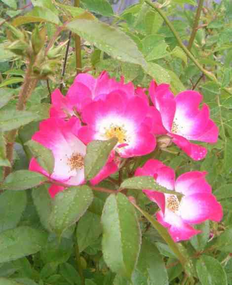 ‘Bukavu’, einfach rosa-rot blühende Blüten