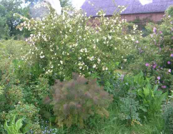 Gartenbild mit Rosen und Stauden