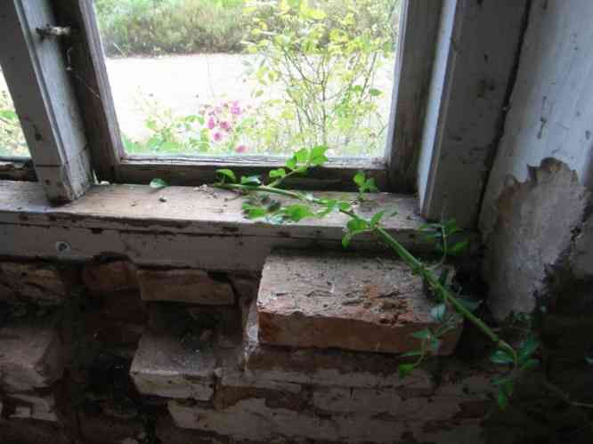 ‘České 'Práci čest’, Durchwuchs zwischen Fensterrahmen und Fenster, Trieb im Stall