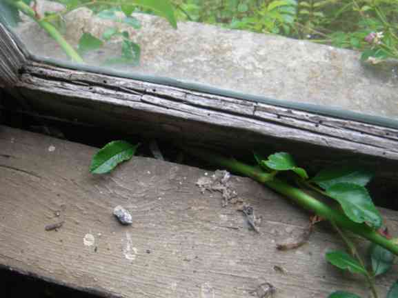 ‘České 'Práci čest’, Durchwuchs zwischen Fensterrahmen und Fenster, von innen gesehen