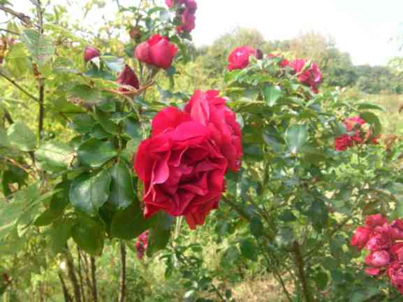 ‘Colossal Meidiland’, Ausschnitt blühender Strauch