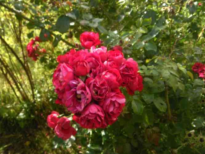 ‘Colossal Meidiland’, rote Blütenbüschel