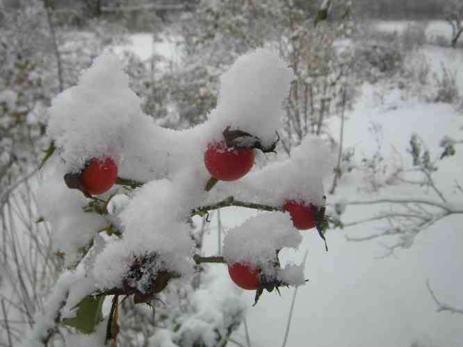 ‘Colossal Meidiland’, von Schnee bedeckte Früchte