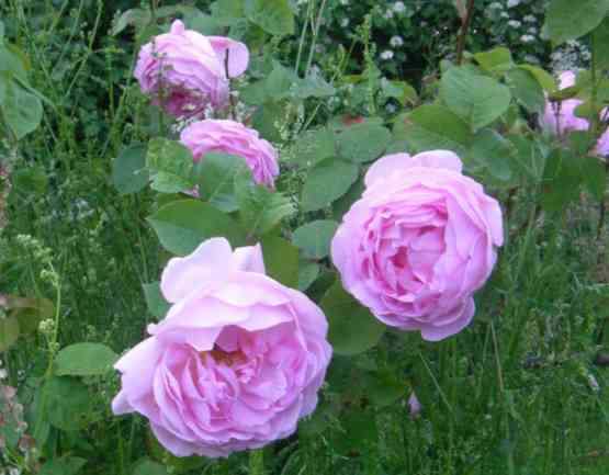 ‘Constance Spry’, locker gefüllte rosa Einzelblüten