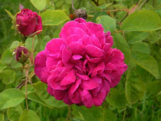 ‘Deuil du Dr. Reynaud’, rote, gefüllte Einzelblüte