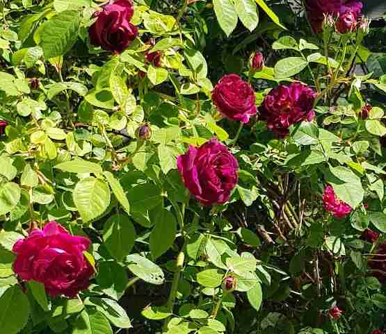 “Dithmarscher Rose”, Einzelblüten und Büschel