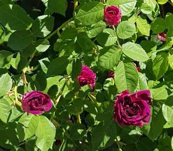 “Dithmarscher Rose”, Blüten und Laub