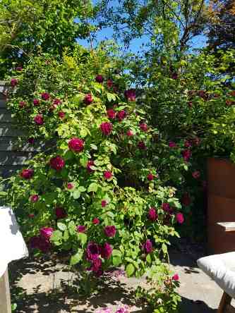 “Dithmarscher Rose”, Strauch im Garten