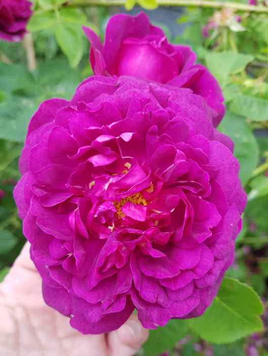 “Dithmarscher Rose”, Nahaufnahme Blüte