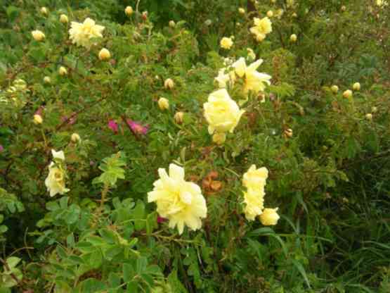 ‘Williams Double Yellow’, gelbe Blüten an einem Zweig