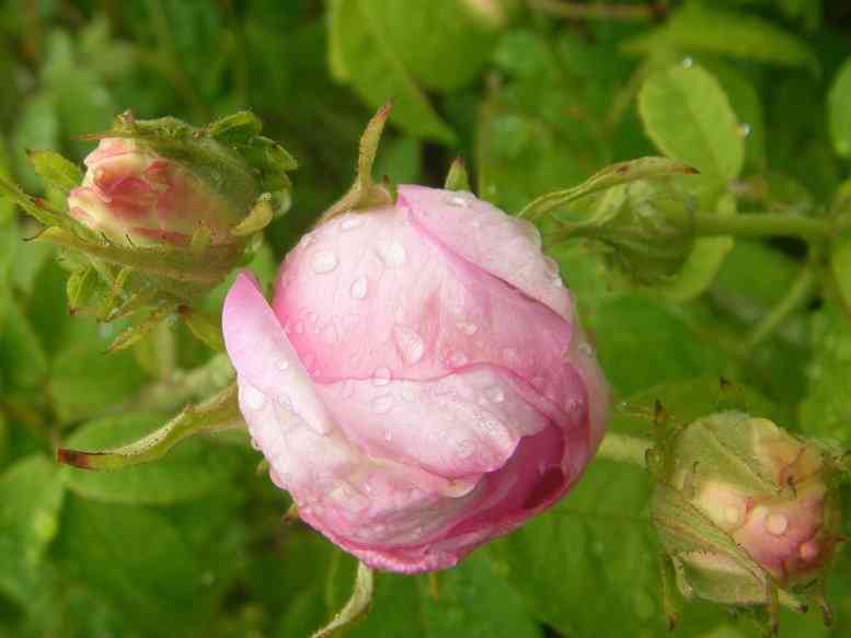 ‘Duchesse de Montebello’, noch geschlossene rosa Blüte