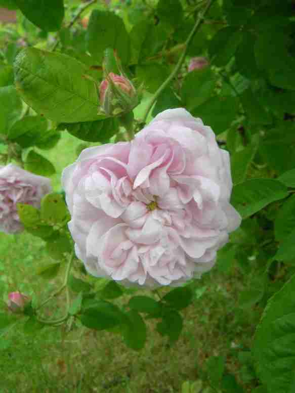 ‘Duchesse de Montebello’, geöffnete Blüte mit Knopfauge