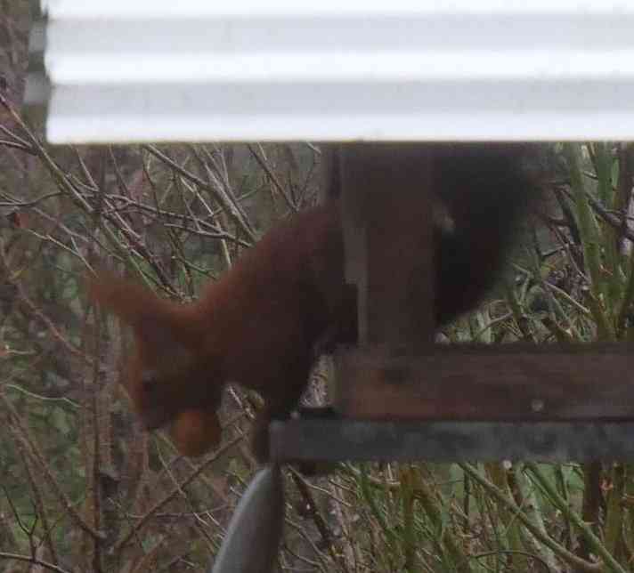 Eichhörnchen mit Nuss im Maul im Futterhaus.