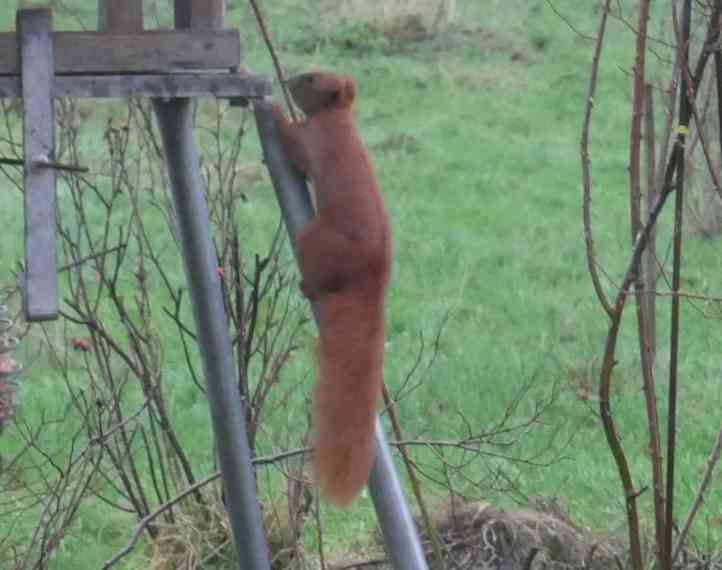 Eichhörnchen klettert ins Vogelfutterhaus.