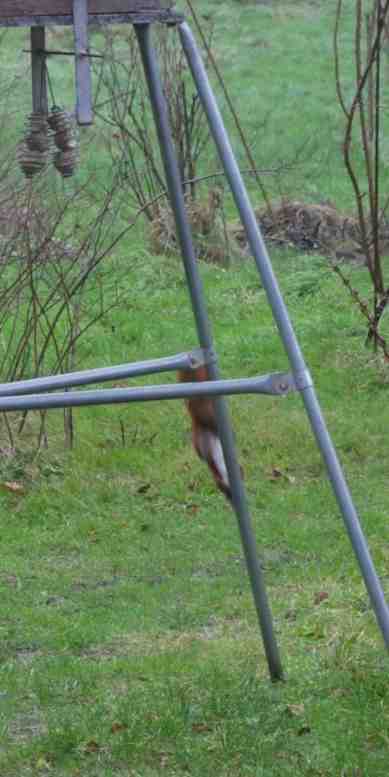 Einhörnchen klettert Fuß vom Vogelfutterhaus hinab.