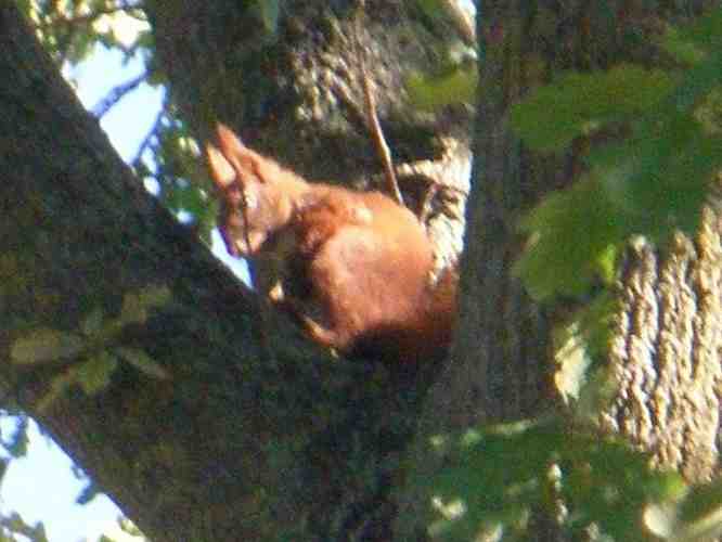 Rotes Eichhörnchen in Astgabel einer Eiche.