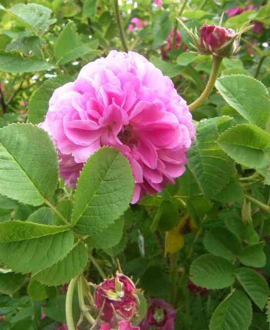 “El Schalom”, gefüllte Blüte in rosa
