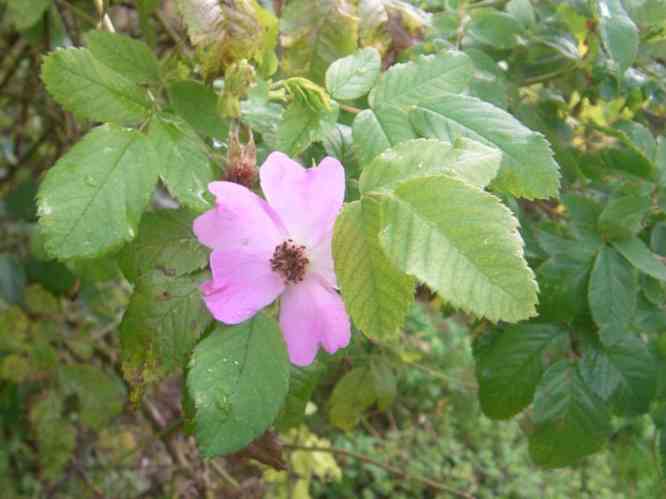 Rosa engelmanii, späte Blüten