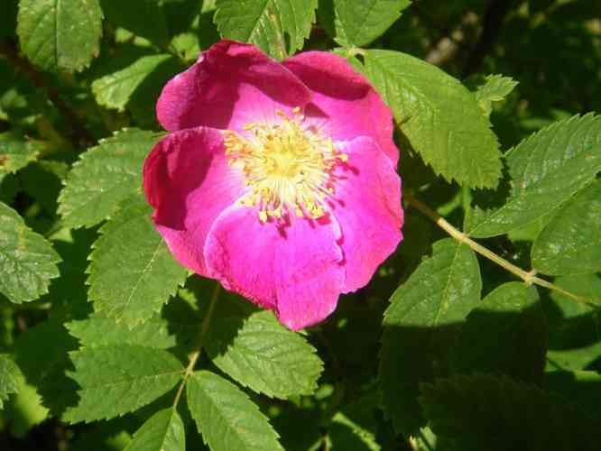 ‘Ensio’, rote Einzelblüte