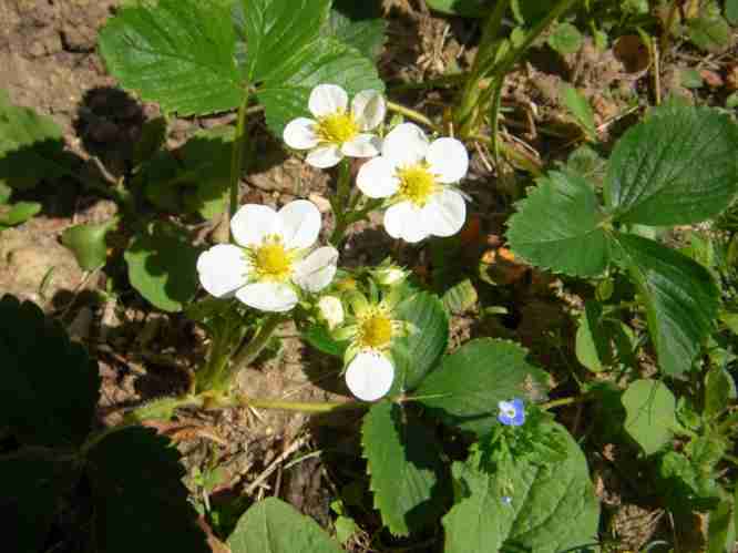 Erdbeere in Blüte.