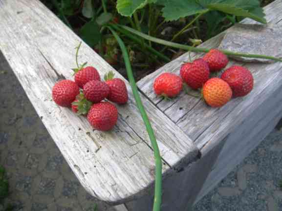 Erdbeeren auf dem Rand eines Hochbeetes.