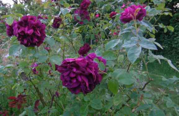 Rosa gallica ‘Officinalis’ x ‘Etoile de Hollande’, dunkelrote, große, gefüllte Blüten