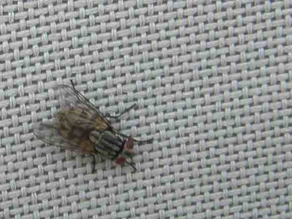 Fliege auf Abdeckung vom Strandkorb