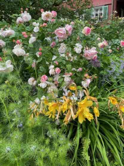 ‘Fritz Nobis’ mit Stauden und Lilien