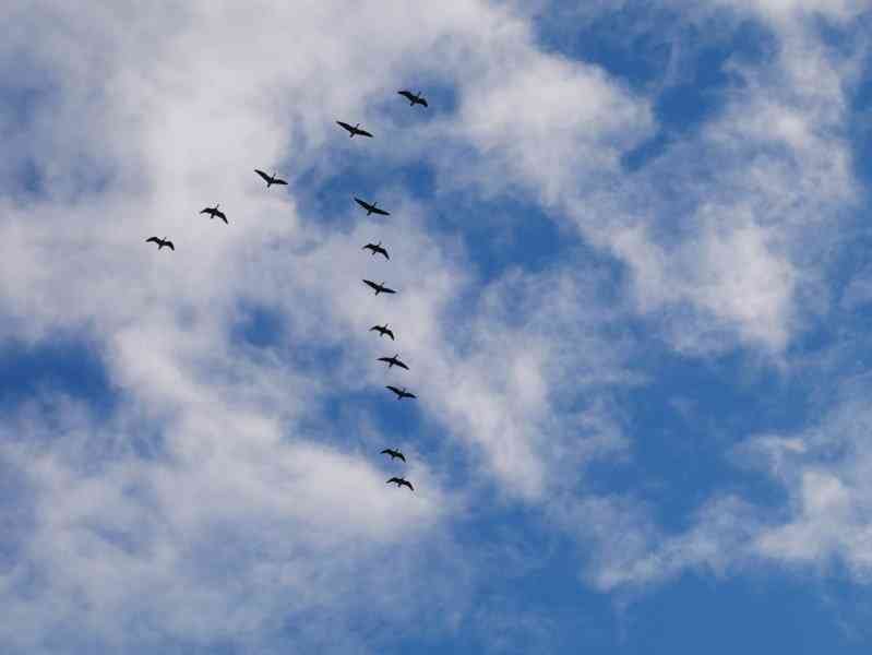 Gänse im Flug vor blauen Himmel.