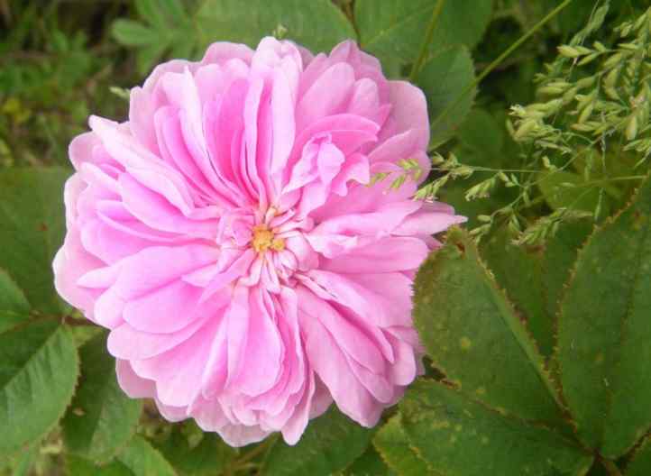 ‘Béranger’, Einzelblüte, Rosette mit Knopfauge