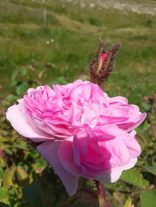 ‘Béranger’, Blüte und Moos an Knospe.