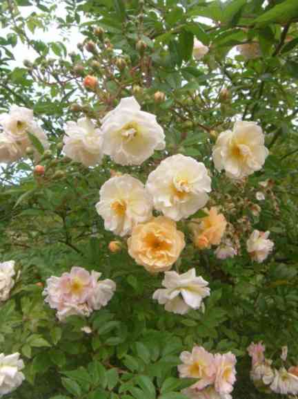 ‘Ghislaine de Féligonde’, blühende Triebe eines Hochstamms