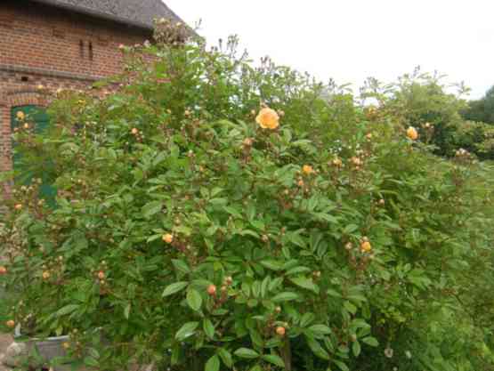 ‘Ghislaine de Féligonde’, aufblühender Hochstamm