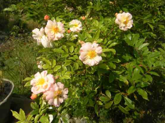 ‘Ghislaine de Féligonde’, Ausschnitt blühender Hochstamm