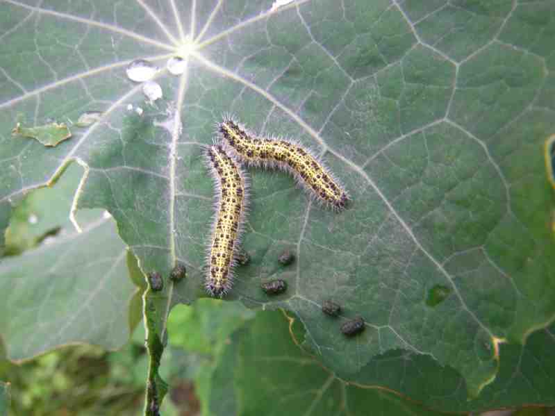 Raupe Großer Kohlweißling mit Eiablagen