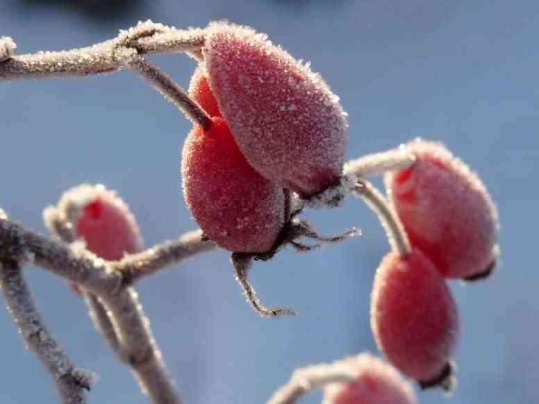 Ovale Hagbutten im Winter am Strauch