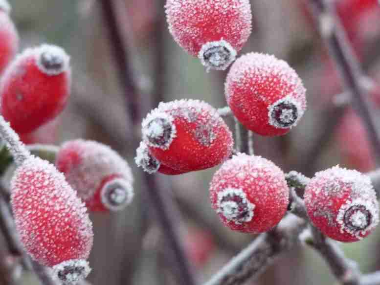 Kleine, zahlreiche rote Rosenfrüchte im Winter am Strauch