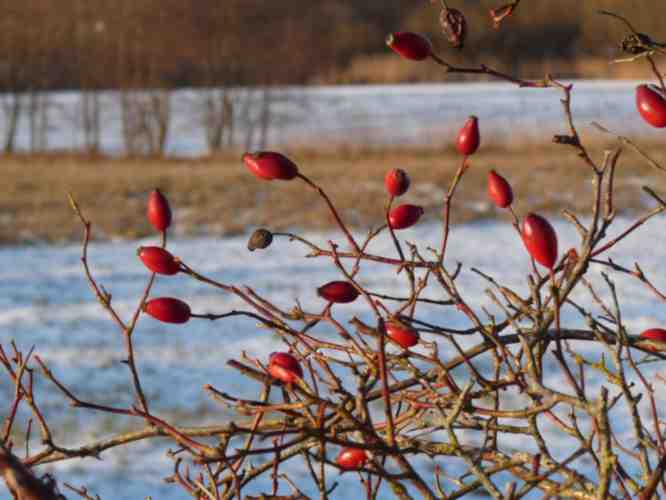 Früchte der “Hundsrose” im Knick