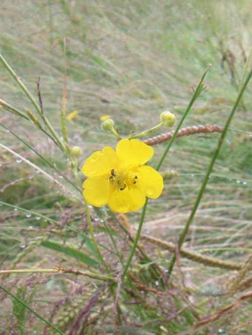 Art Hahnenfuß-Gewächs, gelbe Blüten